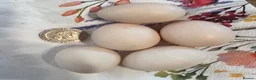 Hens poultry for sale: Tiny silkied serama hatching eggs in Leicester - Advert 4