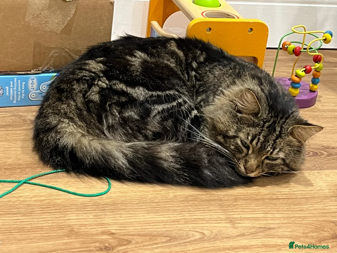 Mixed Breed cats for sale: Stray fluffy cat available for adoption - Advert 4