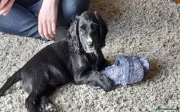Sprocker dogs for sale: Beautiful Sprocker Spaniel pups - Image 10