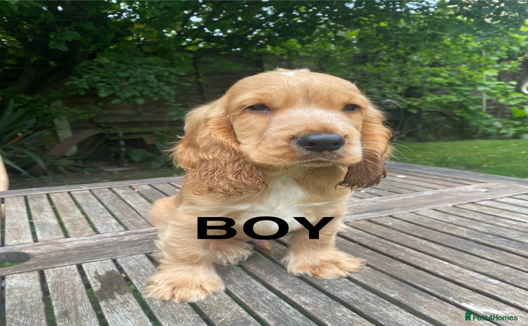 Cocker Spaniel dogs - Advert 3
