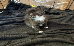 British Shorthair cats for sale: British Shorthair kittens for sale - Image 10