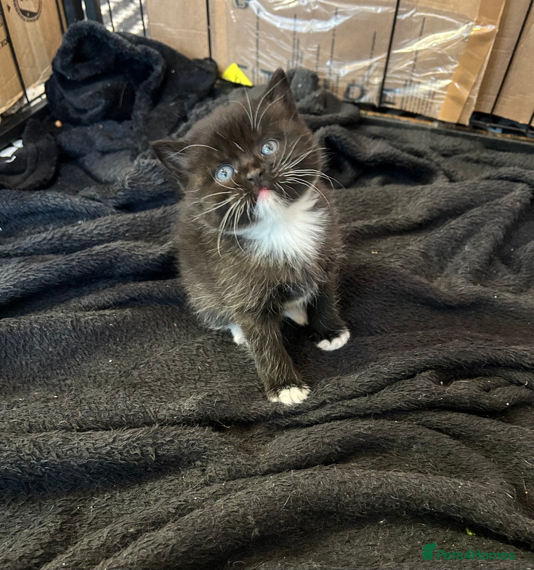 British Shorthair cats for sale: British Shorthair kittens for sale - Image 10