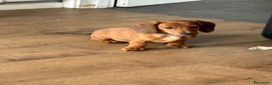 Miniature Dachshund 3