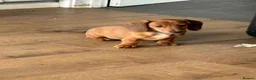 Miniature Dachshund dogs for sale: Gorgeous miniature dachshunds READY NOW - Advert 8