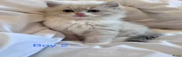 Ragdoll cats for sale: 3 beautiful kittens  in Longniddry - Advert 5