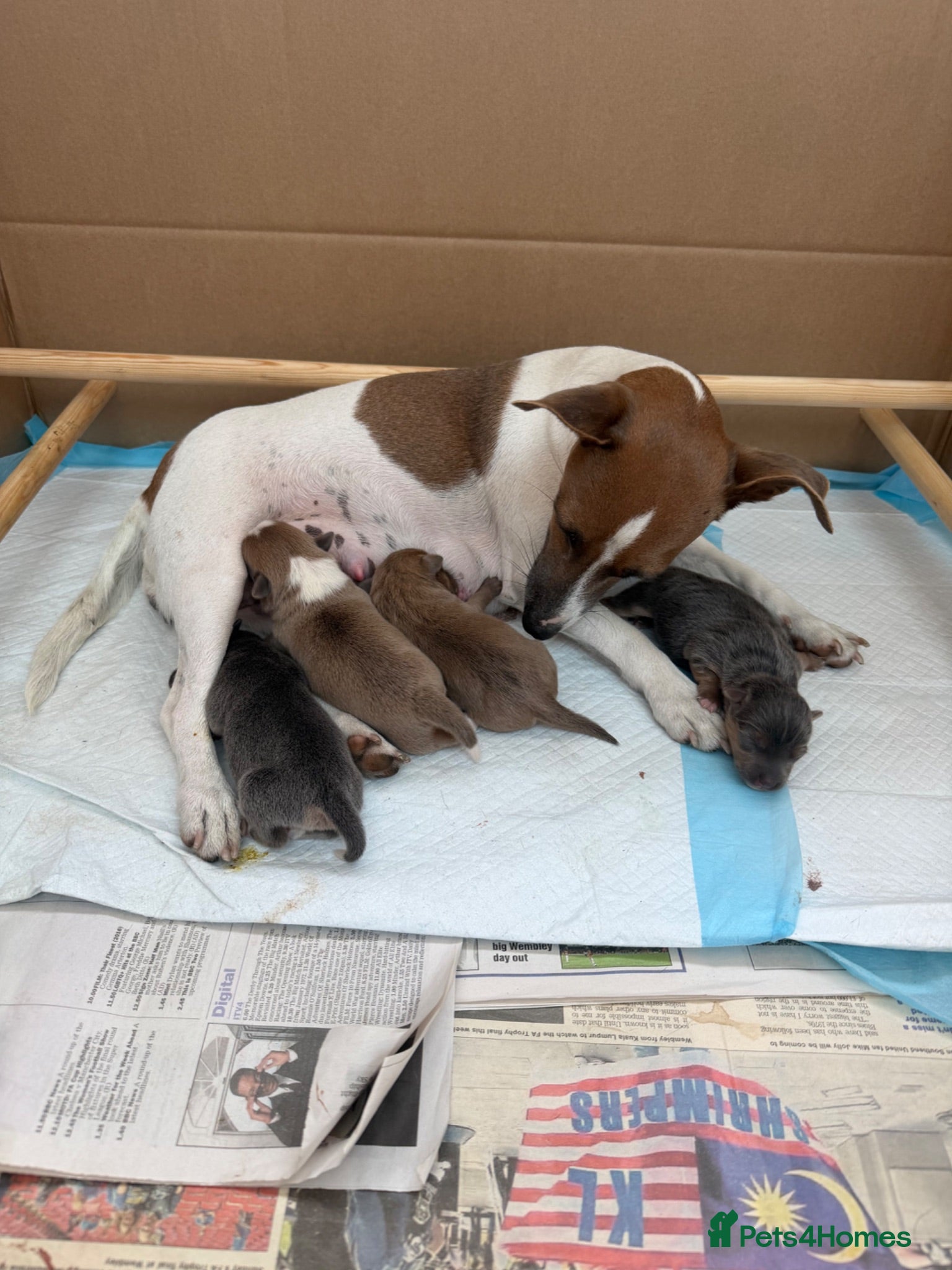 Jack Russell dogs Jack russel pups - Advert 2