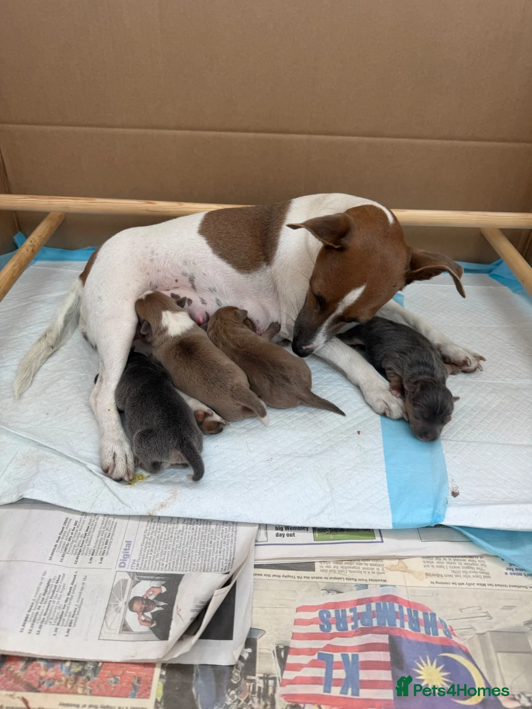 Jack Russell dogs for sale: Jack russel pups in Billericay - Advert 2