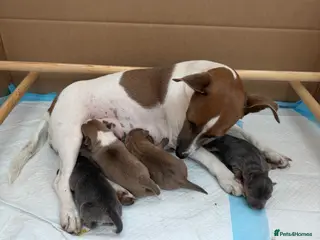 Jack Russell dogs Jack russel pups - Advert 2