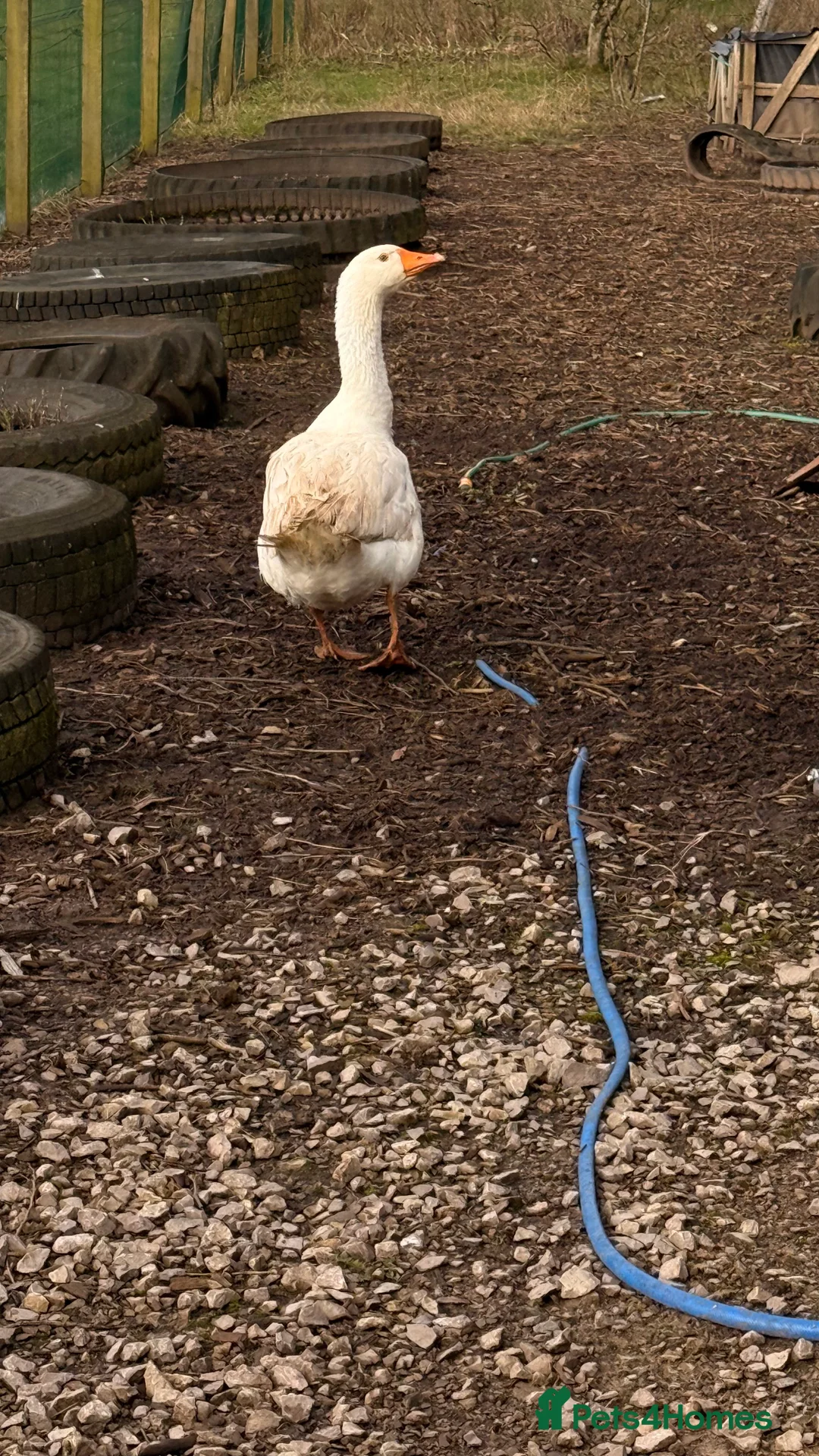 Geese poultry for sale: x3 Embden Ganders - Advert 5