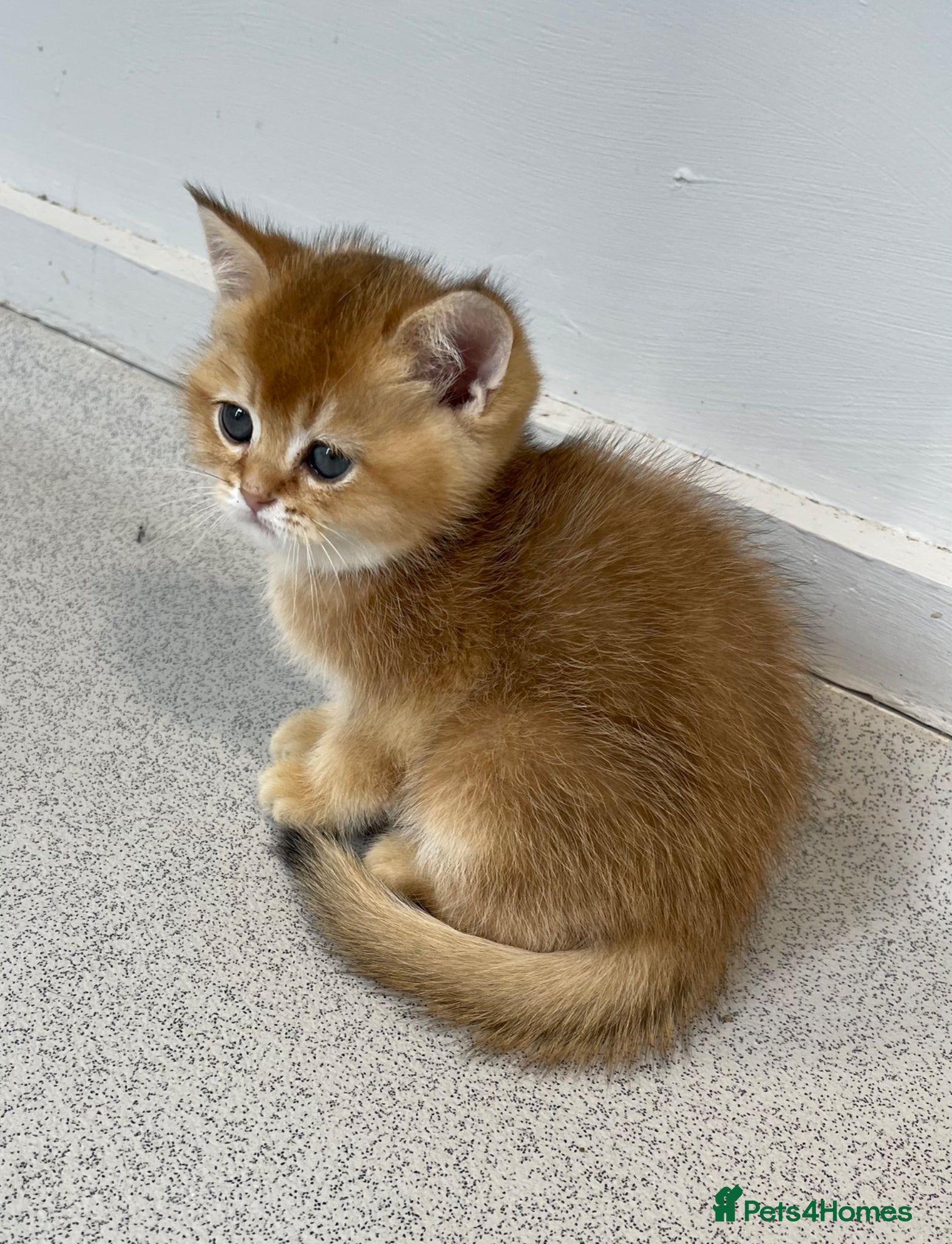 Scottish Fold cats LOVELY SCOTTISH FOLD GOLDEN KITTENS - Advert 1