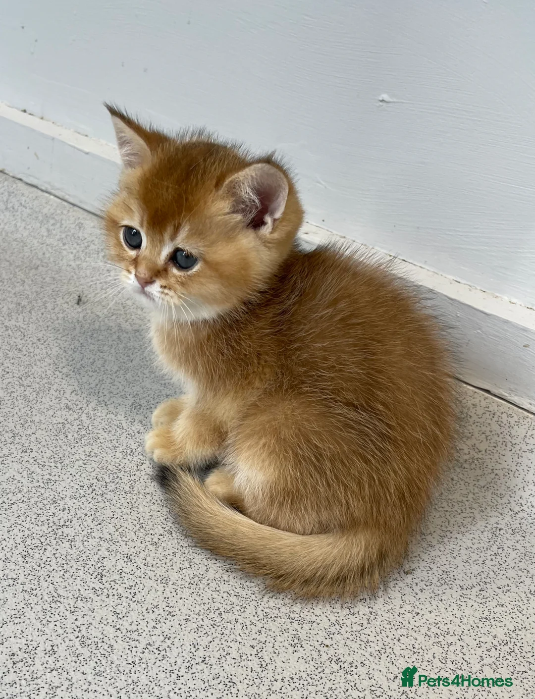 Scottish Fold cats for sale: LOVELY SCOTTISH FOLD GOLDEN KITTENS - Advert 1
