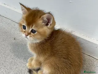 Scottish Fold cats for sale: LOVELY SCOTTISH FOLD GOLDEN KITTENS - Advert 1