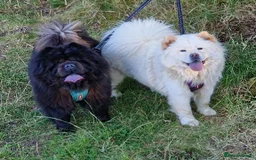 Chow Chow dogs for sale: Last 2 Beautiful chow chow puppies - Image 25