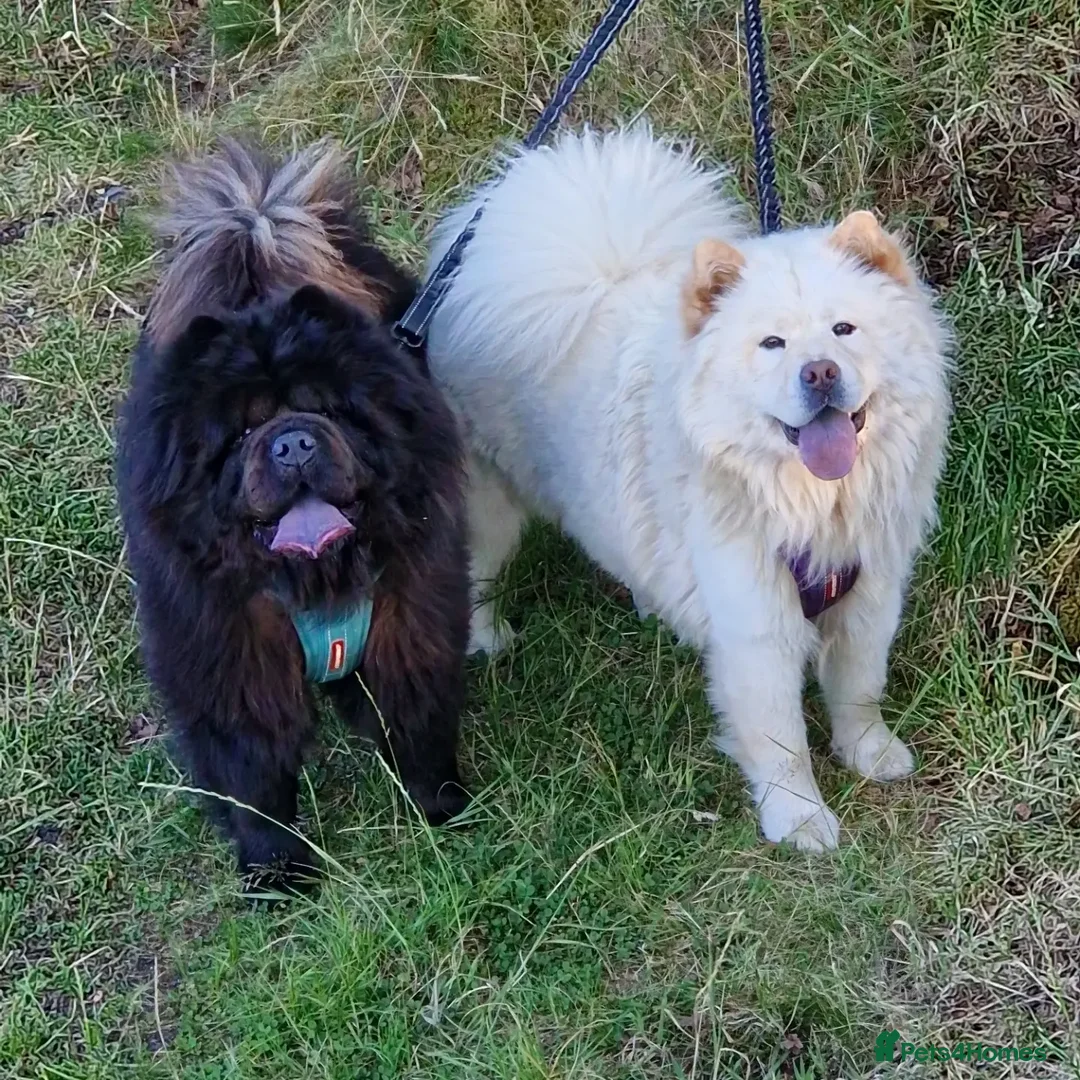 Chow Chow dogs for sale: Last 2 Beautiful chow chow puppies - Image 25