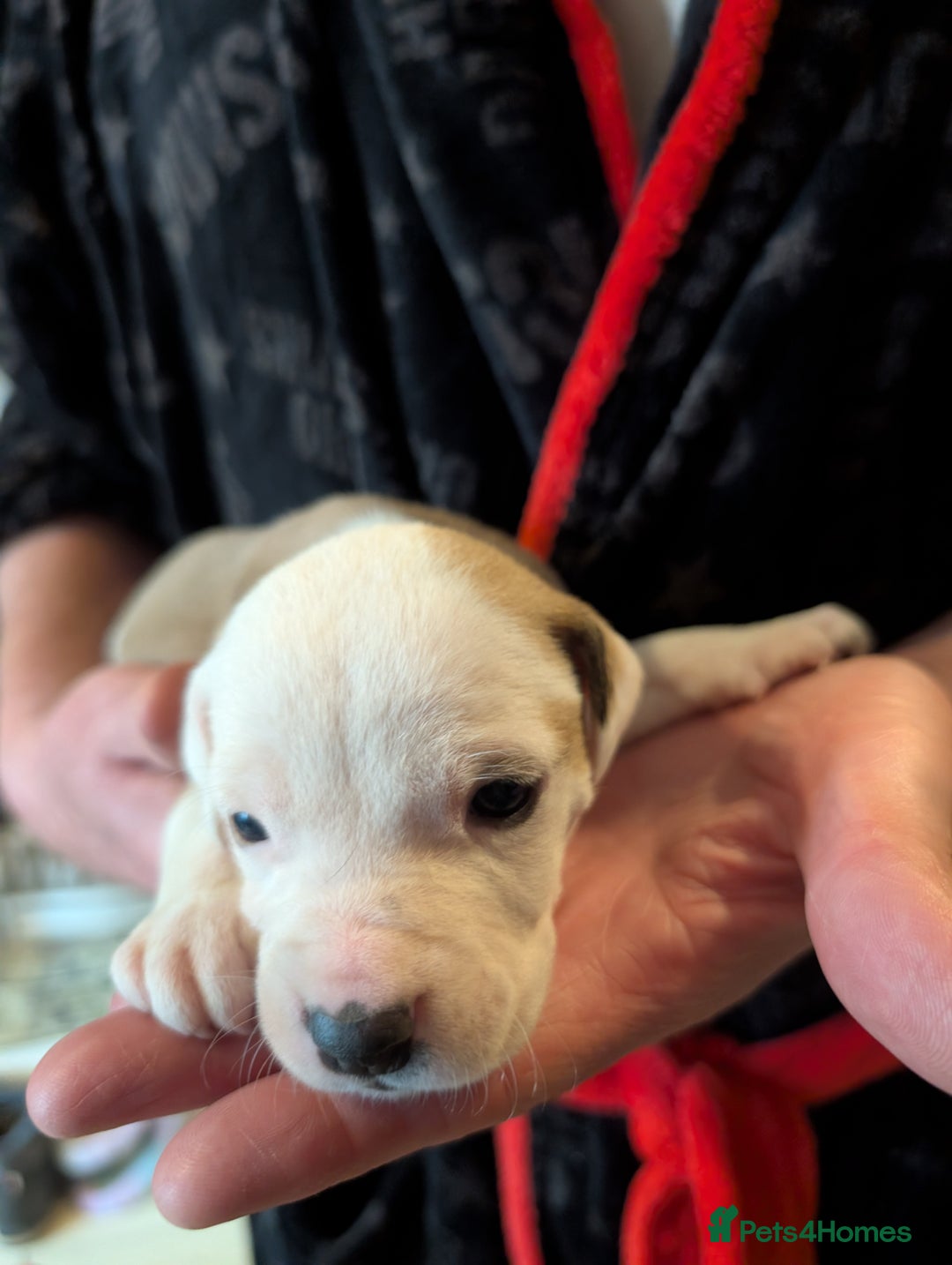 Mixed Breed dogs for sale: Staffy X pups  - Advert 9