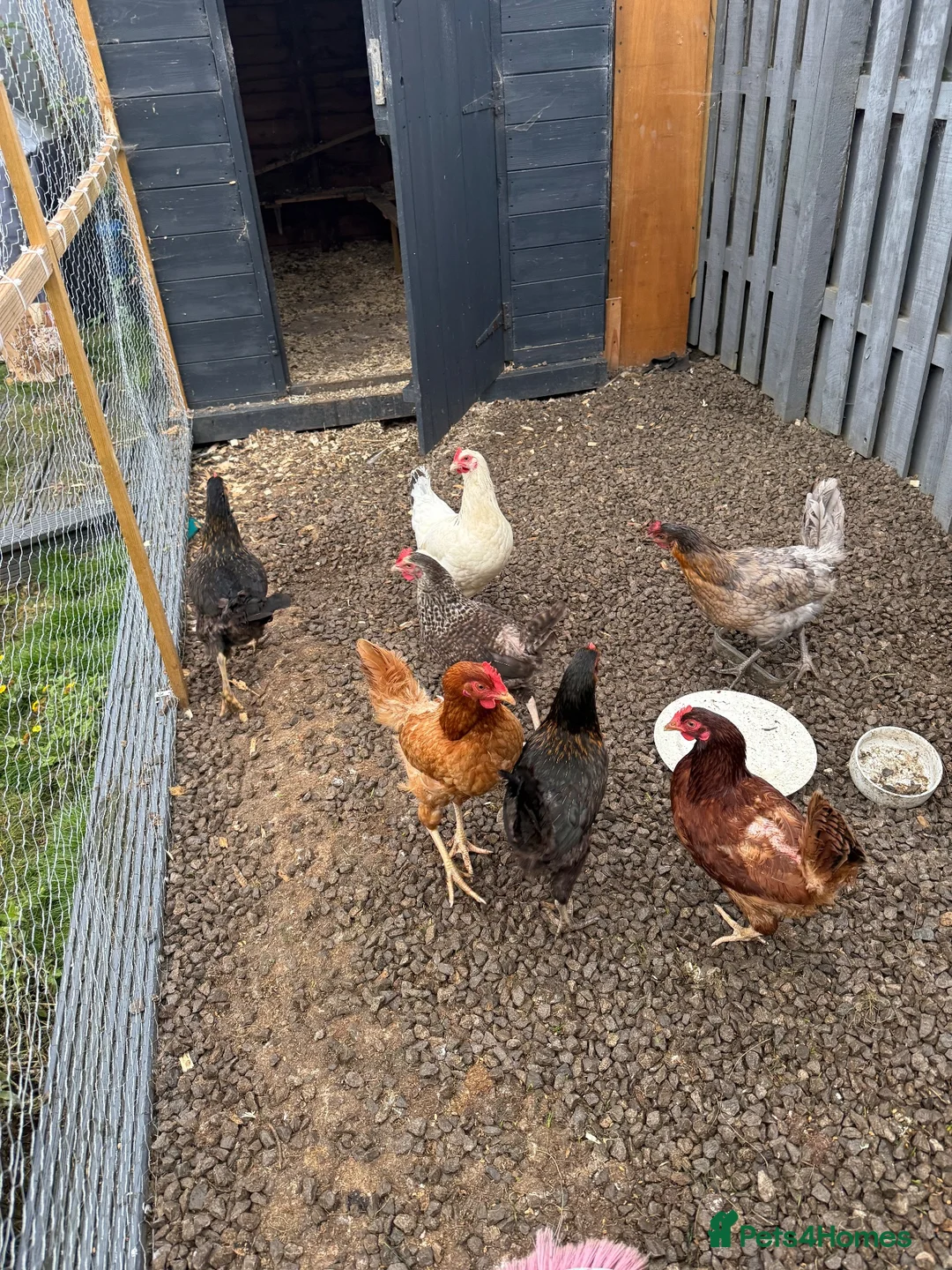 Chickens poultry for sale: Laying hen - Advert 6