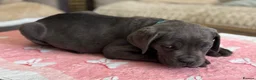 Cane Corso dogs for sale:  PREMIUM CHAMPION BLOODLINE CANE CORSO PUPPIES  - Advert 8