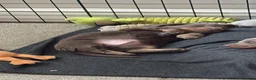 Miniature Dachshund dogs for sale: Gorgeous KC Miniature Dachshund Puppies  - Advert 6
