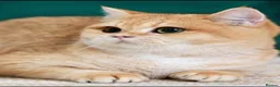 British Shorthair cats for sale: British Shorthair Golden Shaded Champion Bloodline - Advert 9
