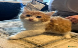 Domestic Shorthair cats for sale: Beautiful litter of 5 kittens  - Image 3
