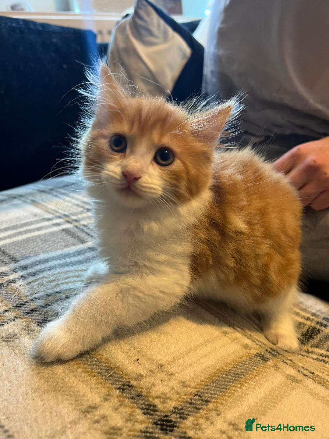 Domestic Shorthair cats for sale: Beautiful litter of 5 kittens  - Image 3