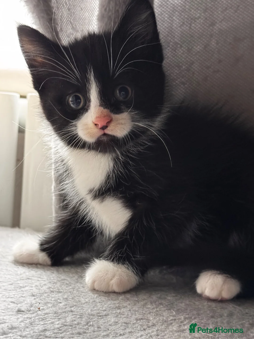 Mixed Breed cats for sale: 😻😻😻BEAUTIFUL KITTENS😻😻😻 - Advert 2