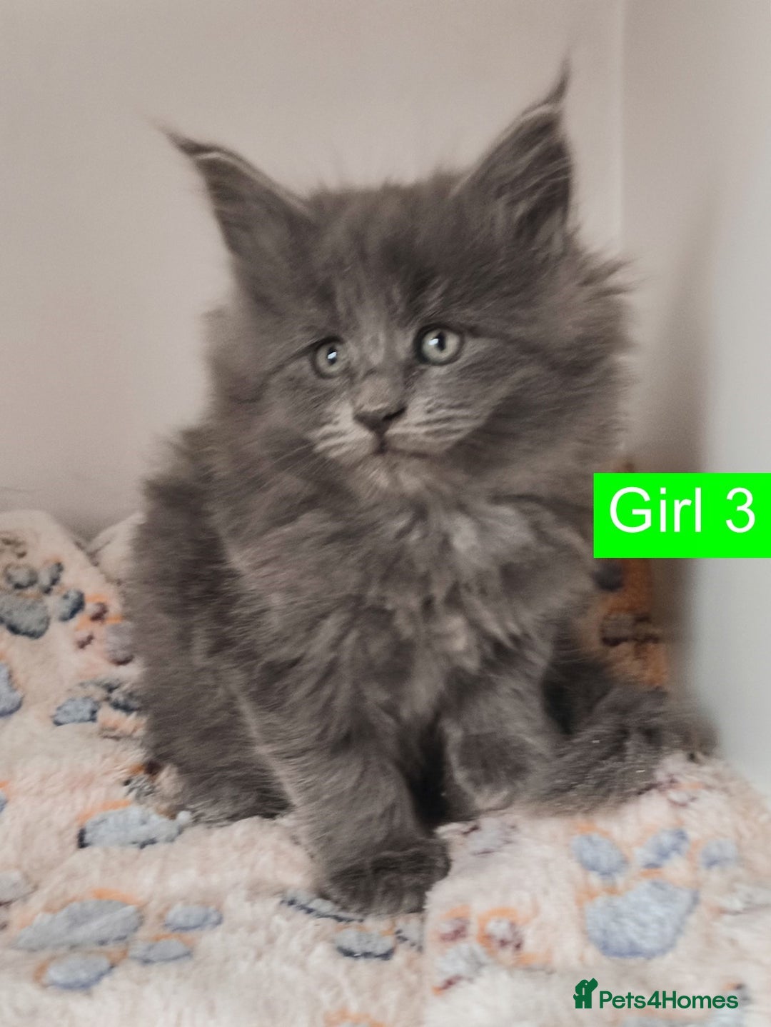 Maine Coon cats for sale: Blue Maine coon kittens + DNA health tested  - Advert 39