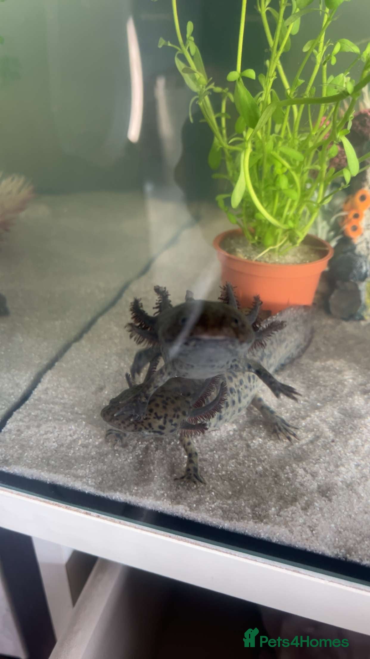 Axolotl reptiles 2x axolotls  - Advert 1