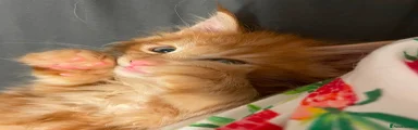 Maine Coon 1
