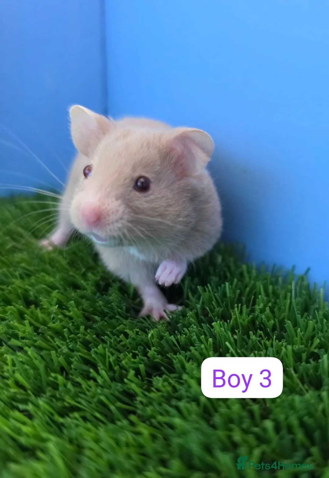 Hamster rodents for sale: Syrian Hamster Babies Males Females Pedigree - Advert 1