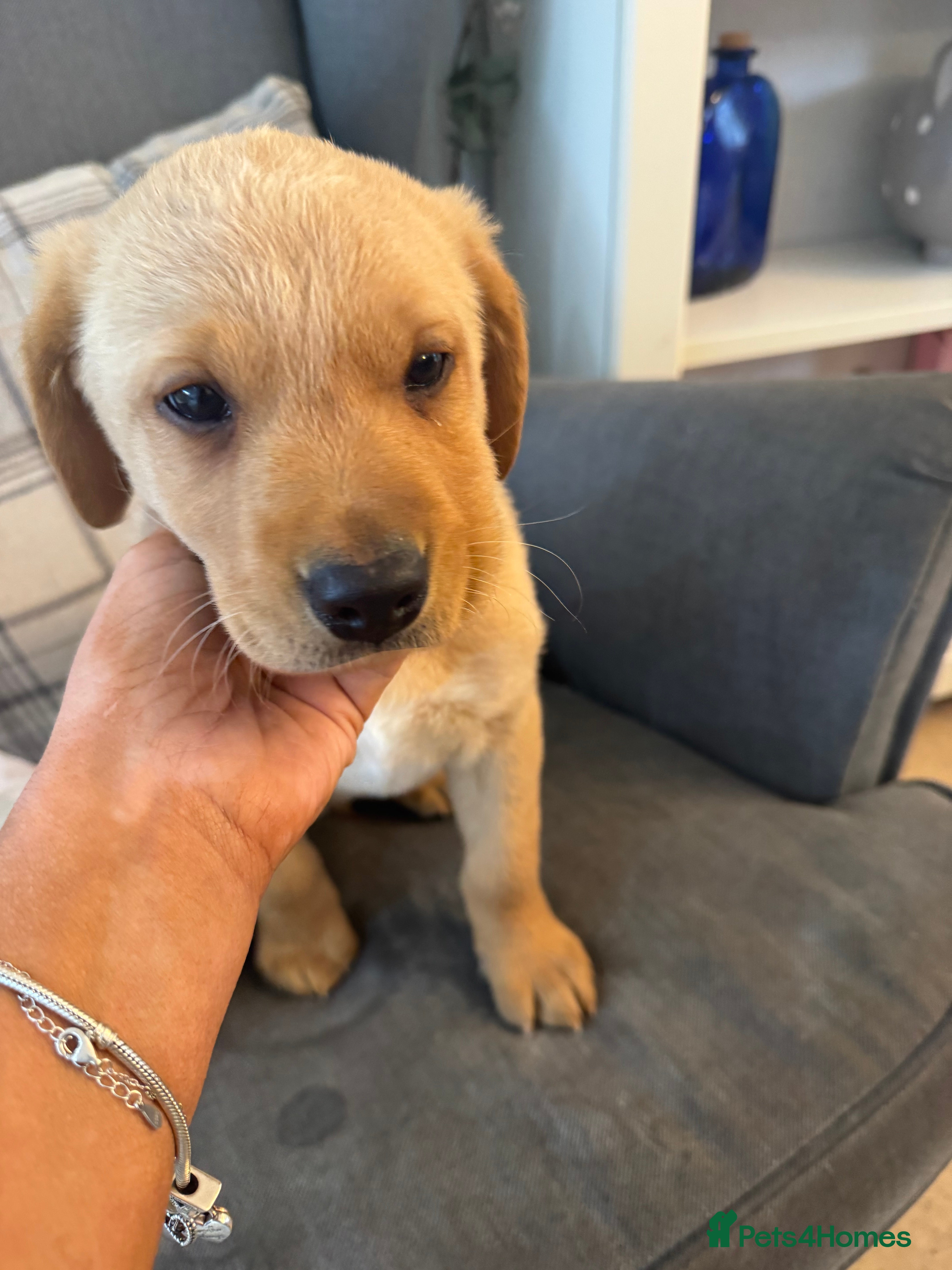 Labrador Retriever dogs Stunning boy and girl left ready this weekend  - Advert 2