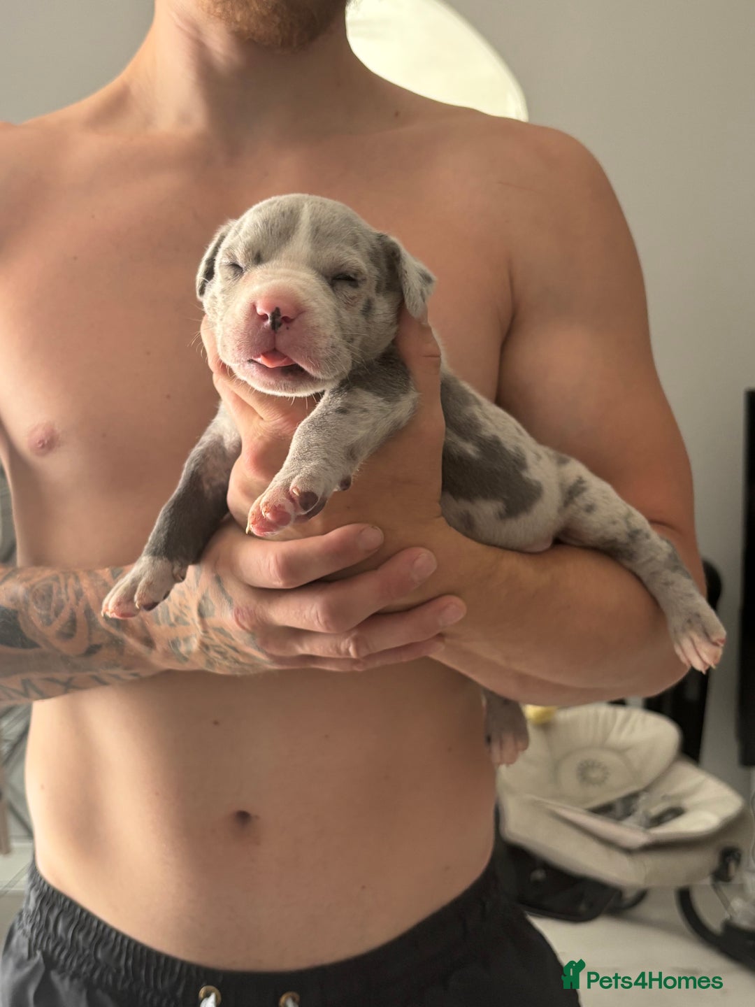 Mixed Breed dogs for sale: American Bulldog X Mastiff mix  - Image 25