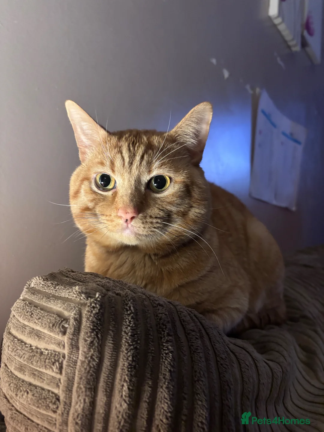 British Shorthair cats for sale: Male cat looking for loving home  - Advert 2