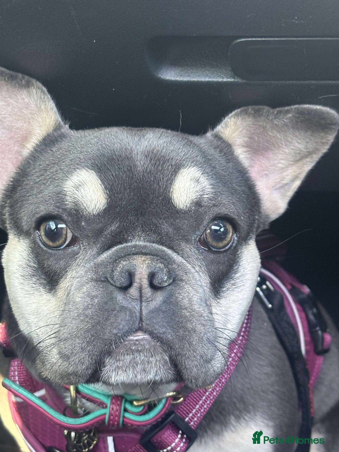 French Bulldog dogs for sale: Loving French bulldog Winnie  in Leicester - Image 4