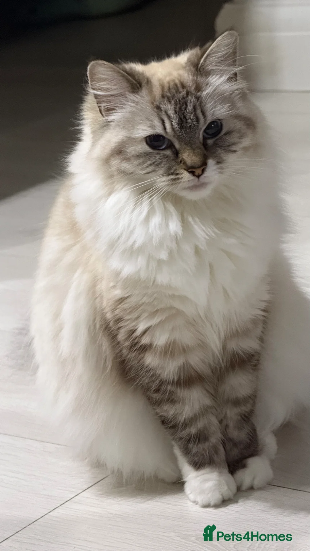 Ragdoll cats for sale: Beautiful Ragdoll Kittens – 4 Girls & 3 Boys  - Advert 22