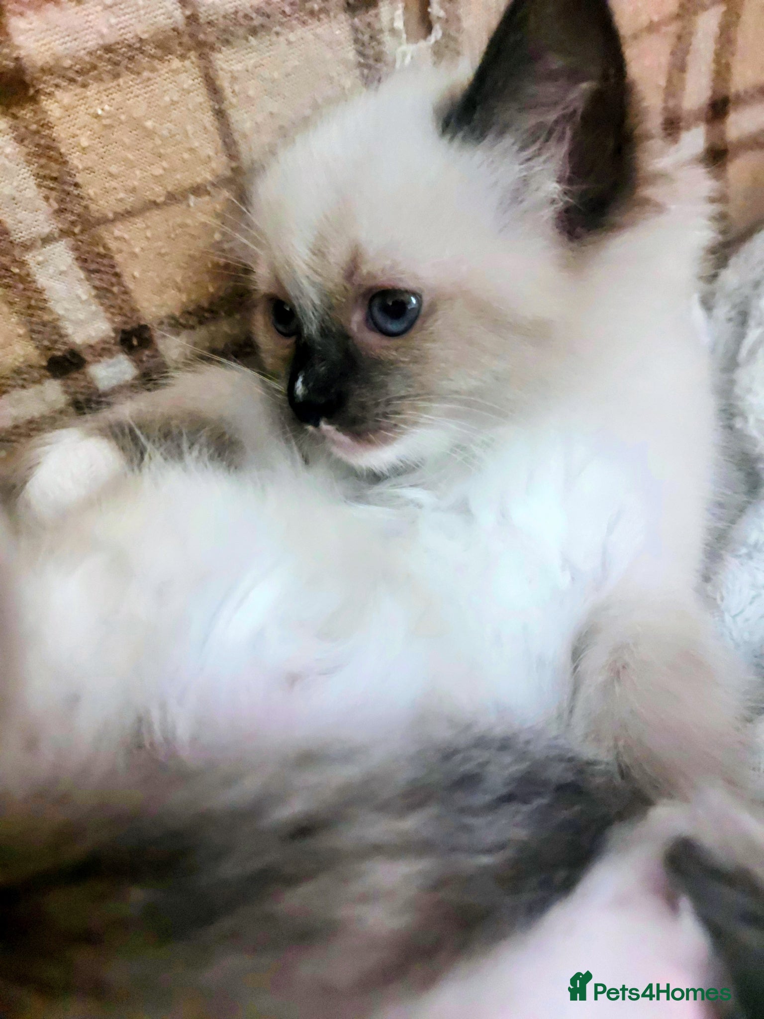 Ragdoll cats One little prince now all alone - Advert 2