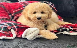 Cockapoo dogs for stud: Chaco - f1b cockapoo for stud - Image 5