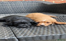 Cocker Spaniel dogs for sale: Cocker Spaniel Pups - Image 2