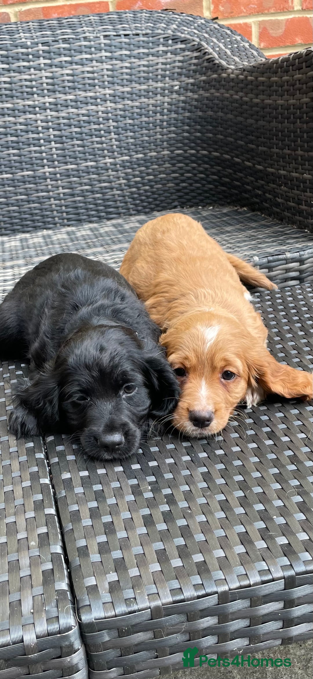 Cocker Spaniel dogs for sale: Cocker Spaniel Pups - Image 2