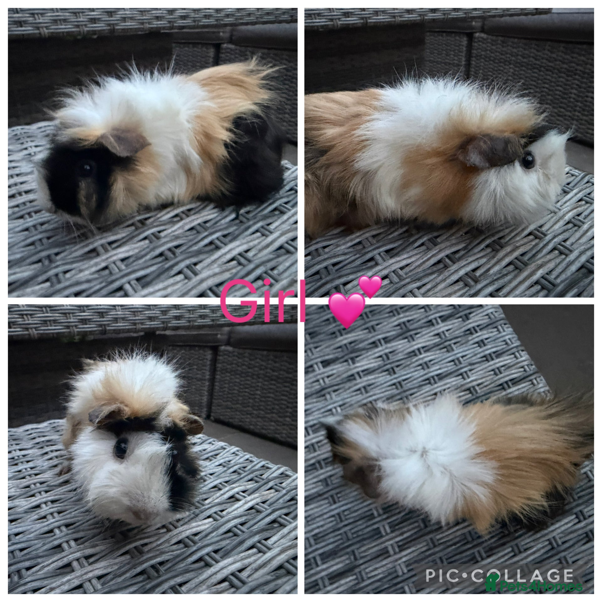 Guinea Pig rodents 5 female guinea pigs for new homes  - Advert 2