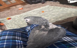 Parrots birds for sale: 1 African Grey Baby LEFT (Hand Reared) READY NOW - Image 4