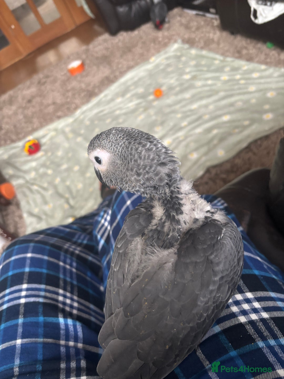 Parrots birds for sale: 1 African Grey Baby LEFT (Hand Reared) READY NOW - Image 4