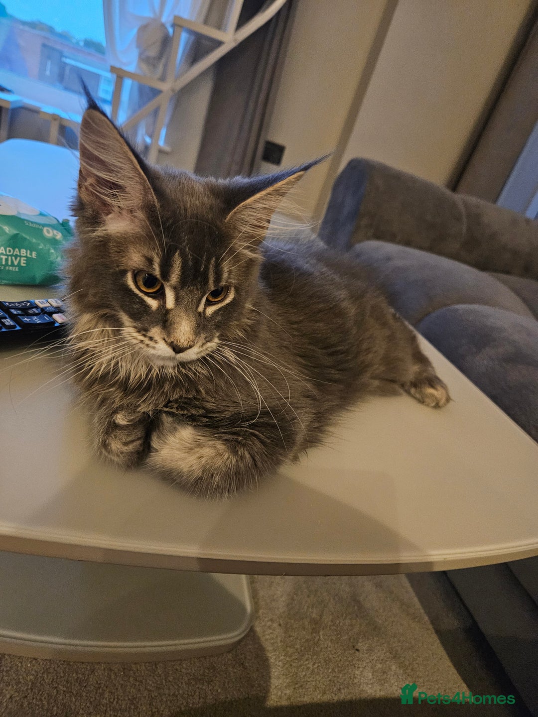 Maine Coon cats for sale: Maine coon pure breed - Image 4