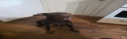 Dobermann dogs for sale: Loving Dog needs a new home - Advert 2