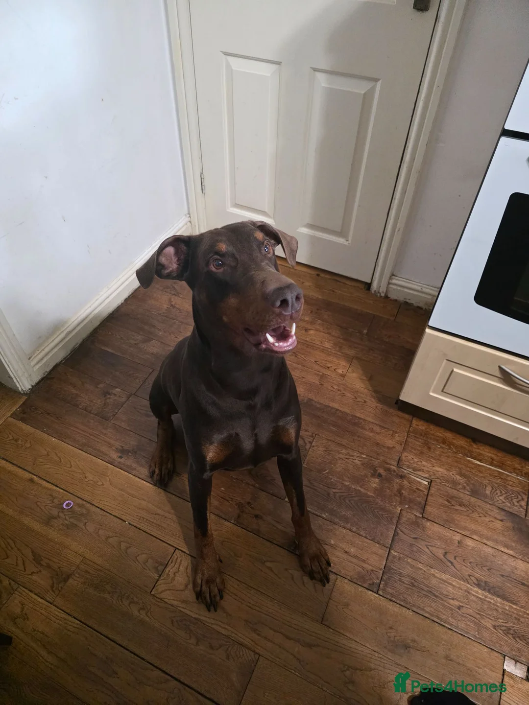 Dobermann dogs for sale: Loving Dog needs a new home - Advert 2
