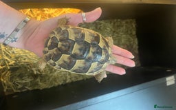 Tortoise reptiles for sale: Spur-thighed tortoise  - Image 5