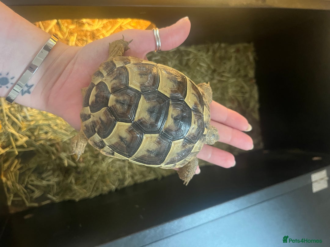 Tortoise reptiles for sale: Spur-thighed tortoise  - Image 5