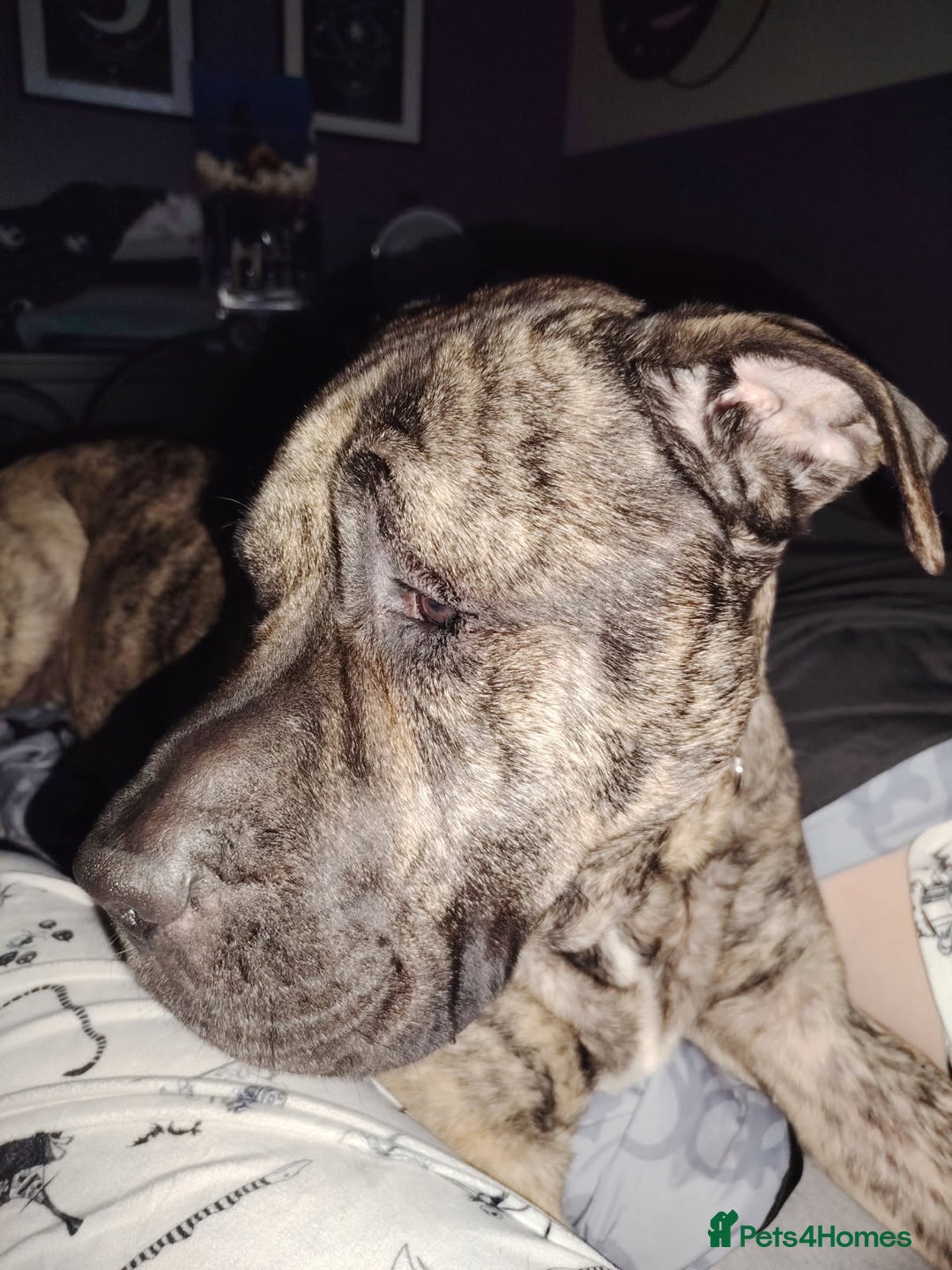 Presa Canario dogs for sale: Loving presa canario - Advert 5