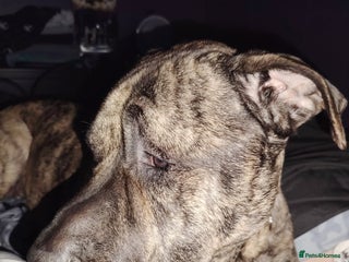 Presa Canario dogs Gentle and loving presa canario - Advert 3