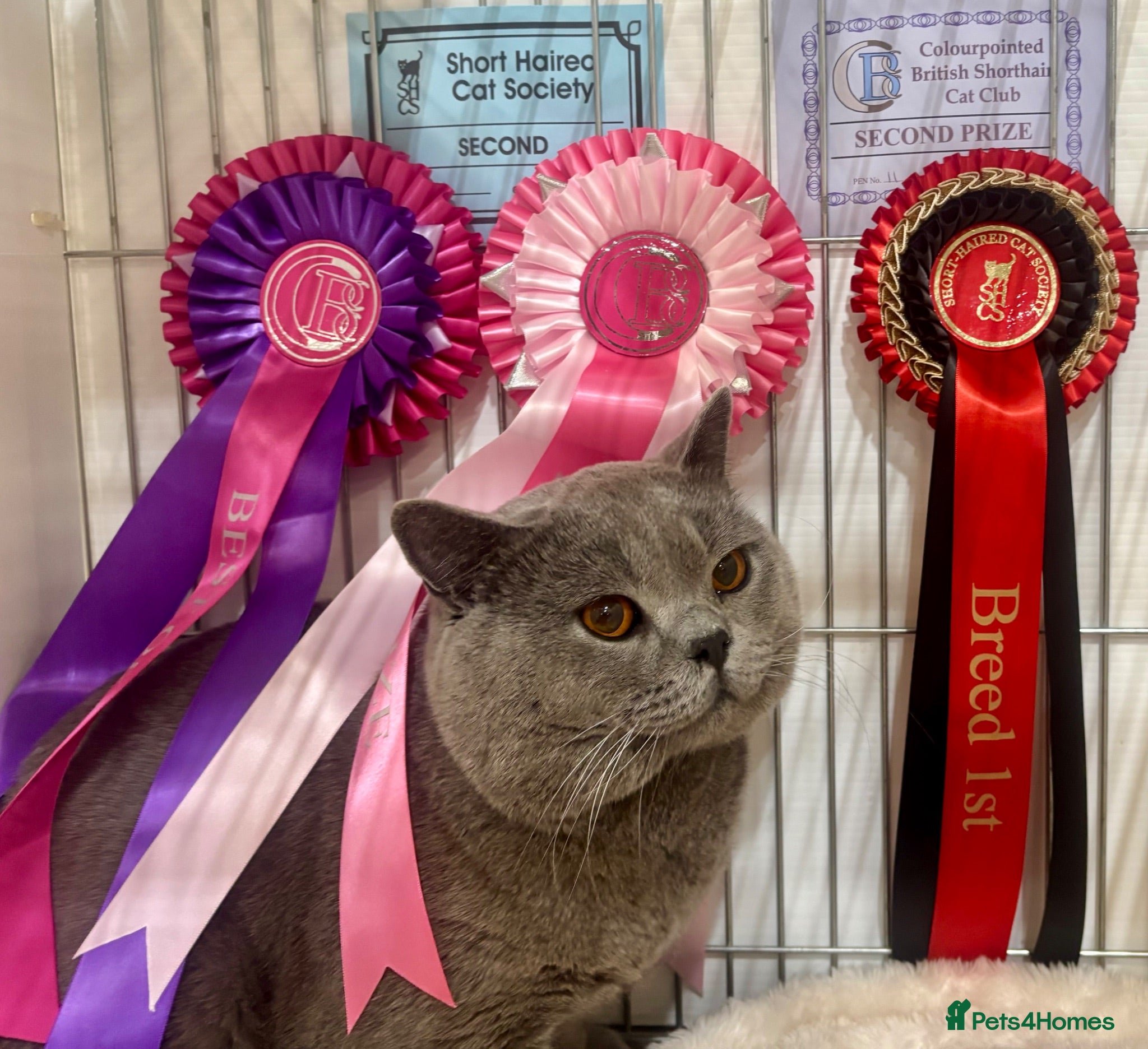 British Shorthair cats BritishShorthairBlue GCCF proven stud for mating - Advert 18